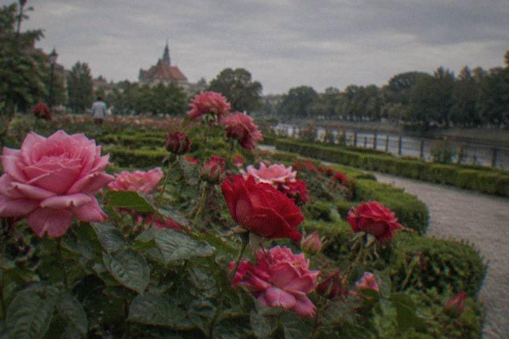 Close-up of pink and red rose blossoms with green foliage in a garden bed