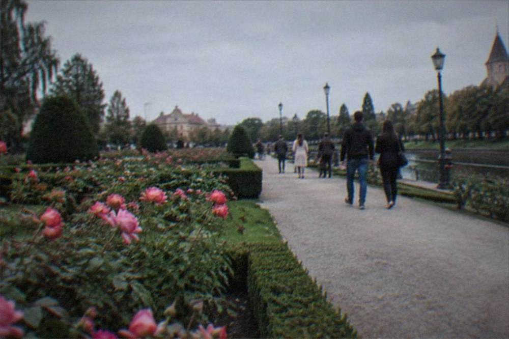Evening light over a park path with rose beds and people strolling