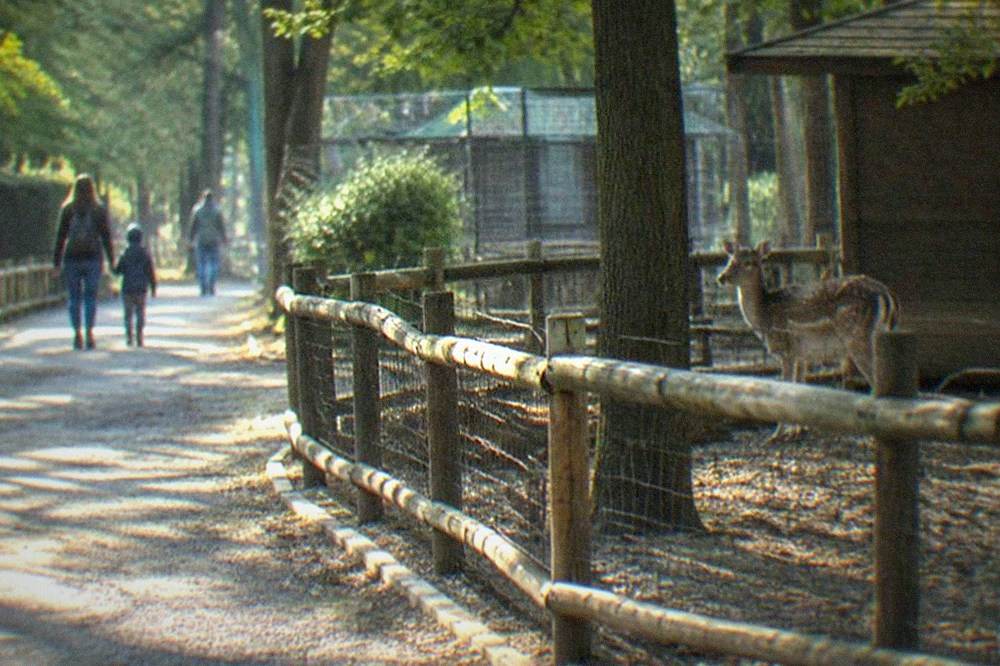 Shaded walkway inside a woodland zoo with wooden fencing and enclosures