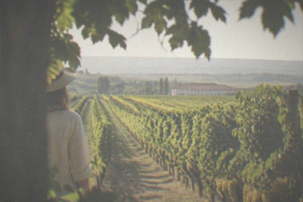 Grapes ripening in clusters on vines in late summer, with hills and a farm building behind