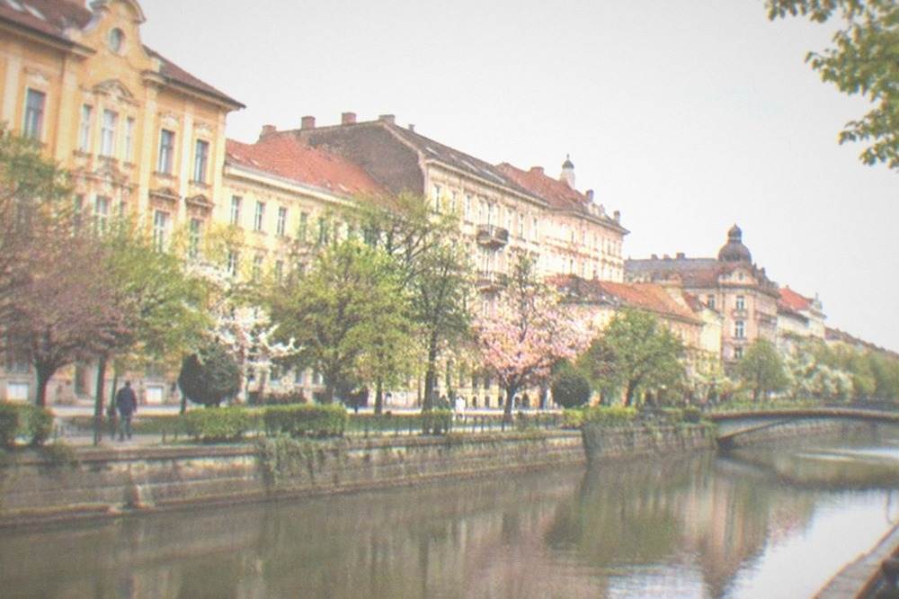 Blossoming trees along a canal-side promenade in Timisoara in spring