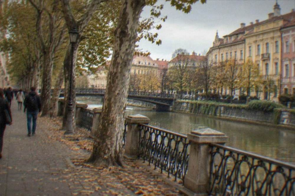Plane trees lining a Timisoara boulevard in warm autumn light with fallen leaves on the pavement